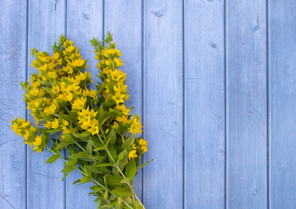 A bouquet of bright yellow Lysimachia flowers on a blue wooden  background.  The concept of summer, spring, Mother's Day, March 8, Easter, wedding, birthday. Flat lay, greeting card, top view. Copy space.  - Foto, Imagen