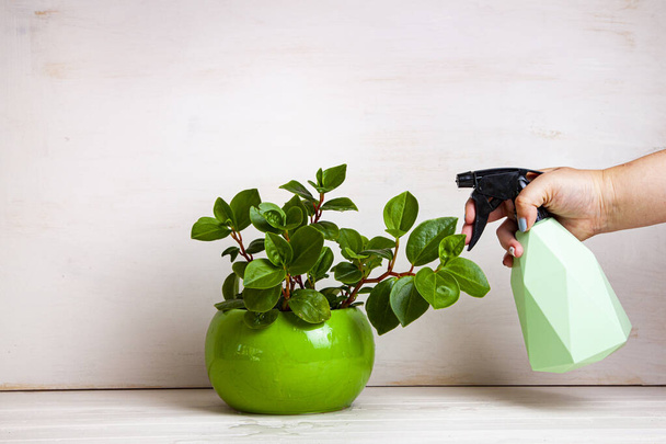 Kobieta spryskuje roślinę domową butelką z sprayem. Strona główna kwiaty opieki. - Zdjęcie, obraz