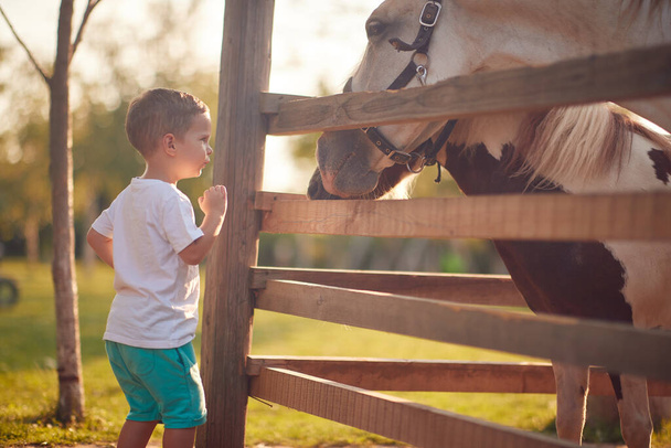 A little boy amazed by horses in the stable on a beautiful sunny day. Farm, countryside, summer - Фото, зображення