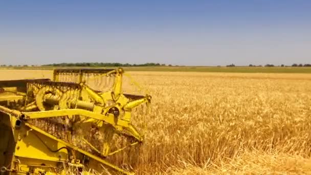 Cosechando trigo con una cosechadora, video clip - Imágenes, Vídeo