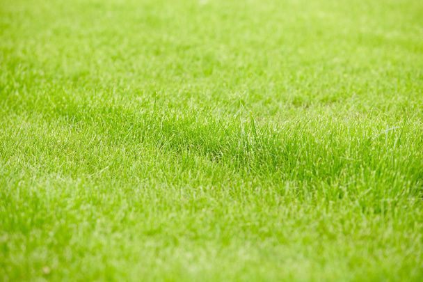 фон травы - Фото, изображение
