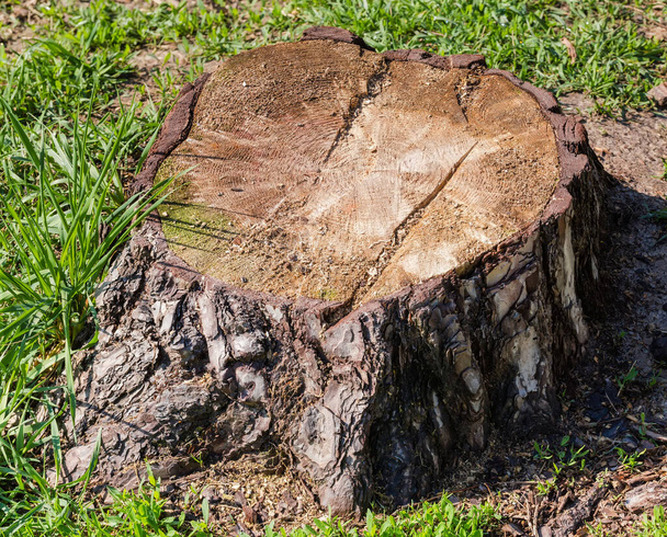 tocón de pino en primer plano del bosque, textura del corte transversal del tronco del árbol con anillos de crecimiento y rastros de la obra de la motosierra - Foto, imagen