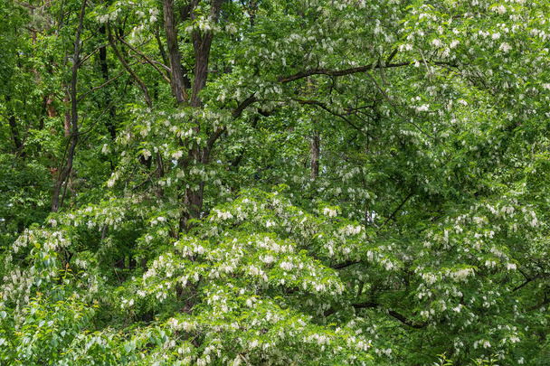 Fragment of blooming old black locust trees with clusters of white flowers in spring park, background - Photo, Image
