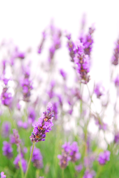 Lavender - Photo, image