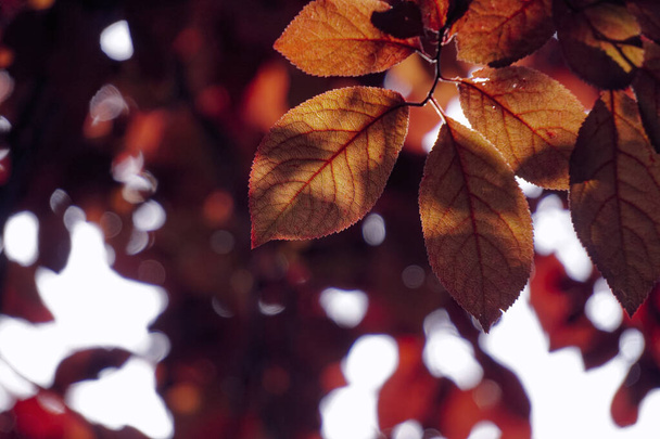 листя червоного дерева в природі в осінній сезон, червоний фон
  - Фото, зображення