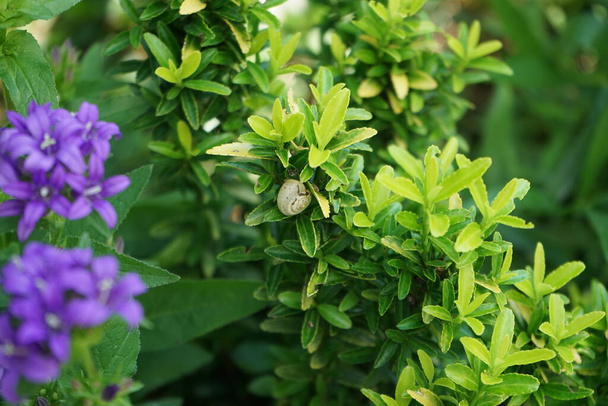 The snail sits on a bush next to Campanula persicifolia, which blooms in the garden in June. Berlin, Germany  - Photo, Image