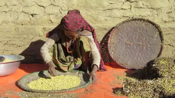 Senhora nepalesa velha peneirando grão de bico
 - Filmagem, Vídeo