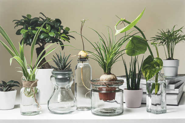 Una variedad de plantas caseras en macetas y frascos de vidrio en un estante blanco, mini plantas y concepto de jardinería casera - Foto, imagen