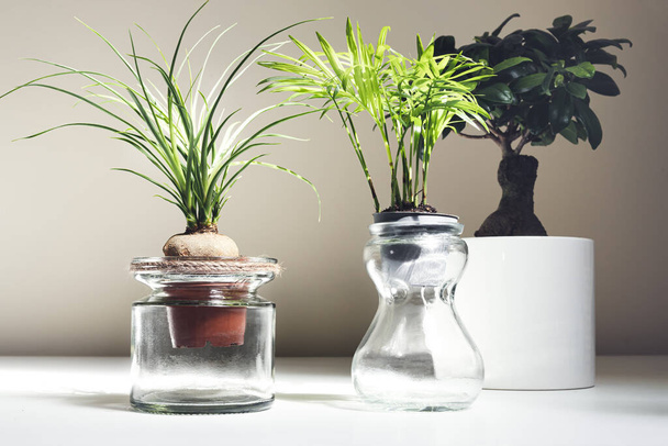 Kryté rostliny - beaucarnea recurvata, chamaedorea ve skleněných sklenicích a fíkus ženšenu na bílém stole, koncept zahrádkářství - Fotografie, Obrázek