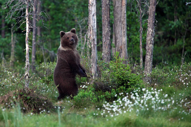 The brown bear (Ursus arctos) female in the forest. A young bear in the finnish taiga.The bear stands in the woods and looks around. - Fotó, kép