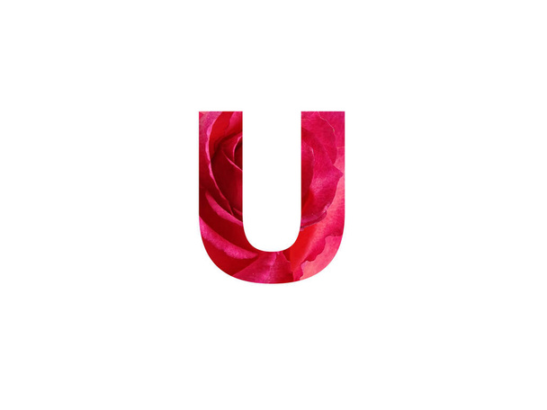 Буква U алфавита, сделанная с фотографией красной розы, выделенной на белом фоне - Фото, изображение