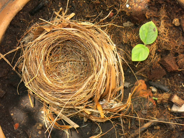 close-up view of empty bird nest  - Fotografie, Obrázek