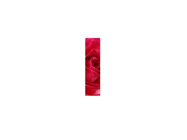 Buchstabe i des Alphabets mit einem Foto einer roten Rose, isoliert auf weißem Hintergrund - Foto, Bild