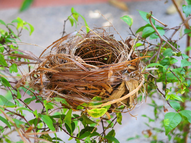 close-up view of empty bird nest  - Fotó, kép