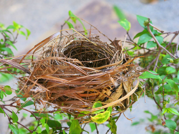 vista de primer plano del nido de aves vacío  - Foto, imagen