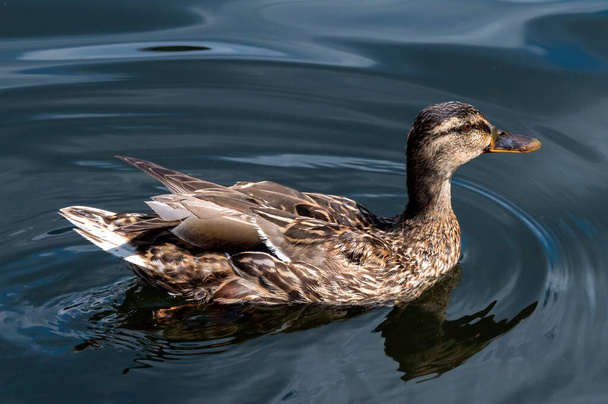 Close-up of a swimming female duck, which the sun shines on in a pond with bright blue water. - Foto, Imagen