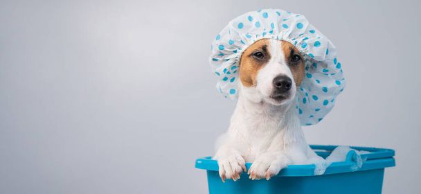 Funny friendly dog jack russell terrier takes a bath with foam in a shower cap on a white background. Copy space - Φωτογραφία, εικόνα