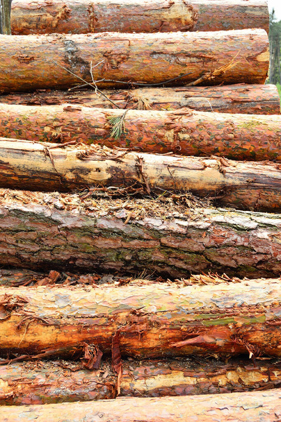 Tűzifa és közüzemi fa egy halom, előkészítve az erdőből való eltávolításra. Erdő. - Fotó, kép