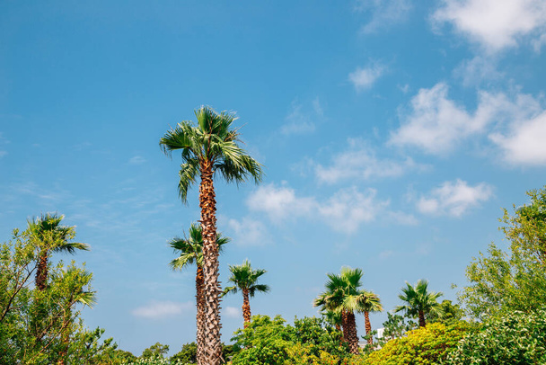 Seobok park, tropical palm trees in Jeju Island, Korea - Foto, immagini