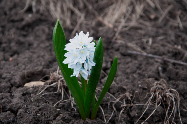 Цветок пушкинии ранней весной - Фото, изображение