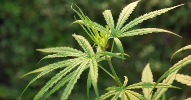 Видеоуроки по выращиванию марихуаны фото статьи о конопле