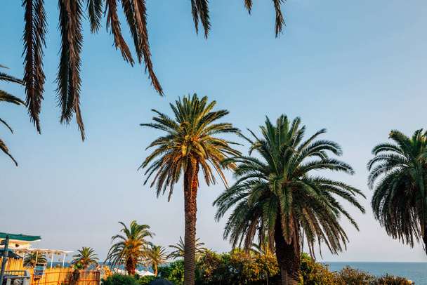 Jungmun Saekdal Beach tropical palm trees in Jeju Island, Korea - Valokuva, kuva