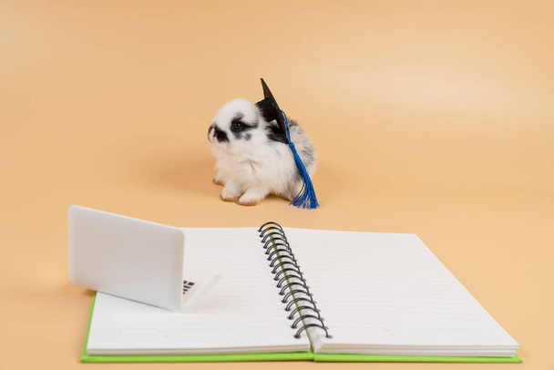 Schattige baby konijn konijn zwart-wit met dagboek en laptop dragen graduation cap terwijl zitten over geïsoleerde oranje pastel achtergrond. Paasvakantie en educatieve technologie concept. - Foto, afbeelding