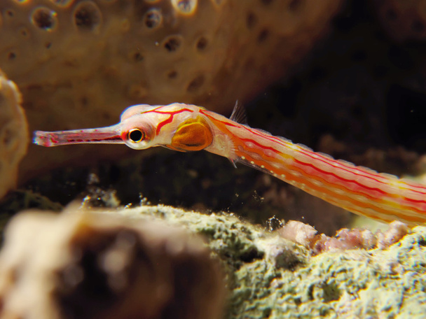 Red Sea Pipefish - Photo, Image