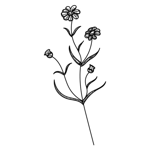 isolated, hand drawn plants, sketch, lines - Wektor, obraz