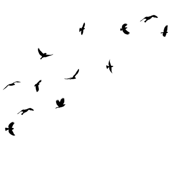 elszigetelt fekete sziluett egy repülő madárcsordáról - Vektor, kép