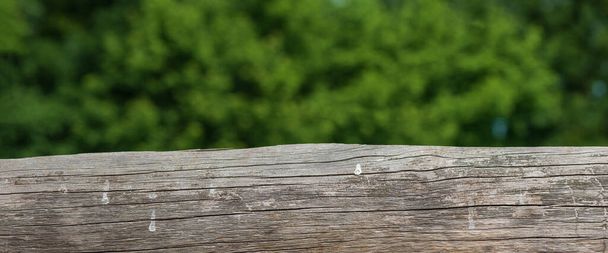 wooden fence on a blurred green background of trees, close-up. Countryside. Summer season. Web banner.. - Foto, afbeelding