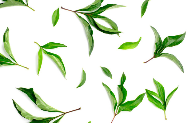 Vue de dessus des feuilles de pivoine vert vif sur un fond blanc. Modèle de feuille verte - Photo, image
