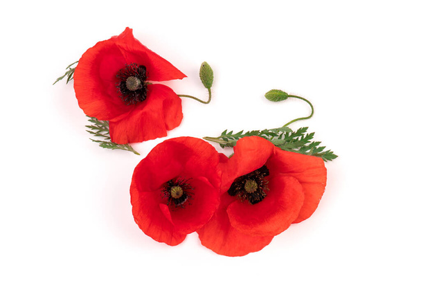 Blüht rote Mohnblumen (Mohn, Kornrose, Feldmohn) auf weißem Hintergrund. Raum für Text. - Foto, Bild