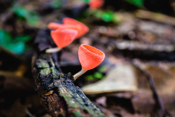 Champagne mushrooms on a branch in a deep forest. Nature background copy space and select focus - Photo, Image