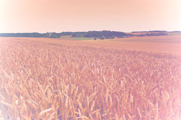 Kiterjedt mezők érett búza és kukorica betakarítás előtt a német Bajorországban kifakult színhatás. - Fotó, kép