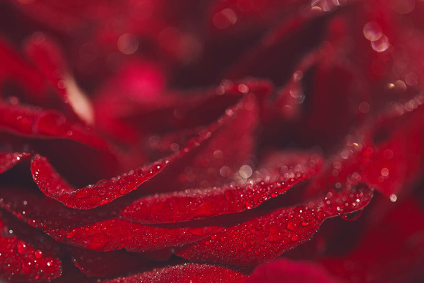 Piękne ciemnoczerwone pąki róż z kroplami wody zbliżyć. Koncepcja natury. Kwiatowe tło. Skupienie selektywne - Zdjęcie, obraz