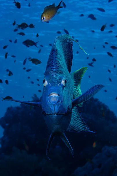 Yellowbar Angelfish - Fotografie, Obrázek