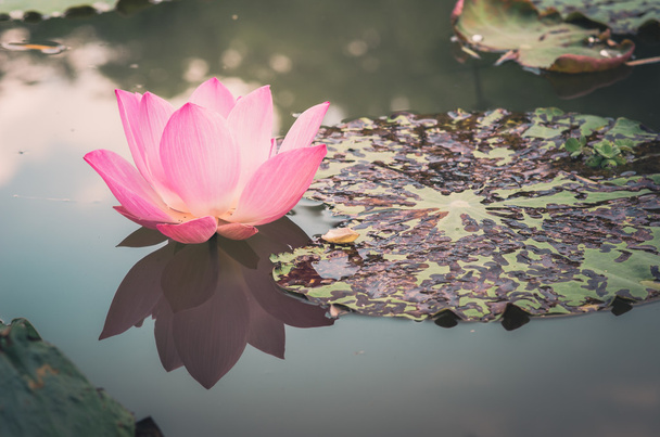 Lotus or Water lily flower vintage - Photo, image