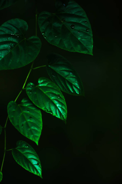 Close-up folhas de videira verde após a chuva, gotas de água em folhas de videira verde. Foco seletivo. - Foto, Imagem