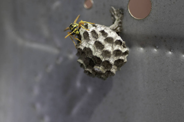 vespa e la sua casa in una scatola di metallo, piccola casa vespa - Foto, immagini