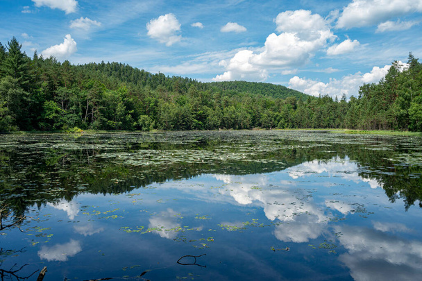 Lieschbachの池,ヴォージュ,アルザスフランス.睡蓮に覆われた小さな池。自然保護区に指定されています。. - 写真・画像