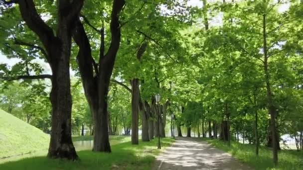 ruch na zielonej drodze park w letni poranek - Materiał filmowy, wideo