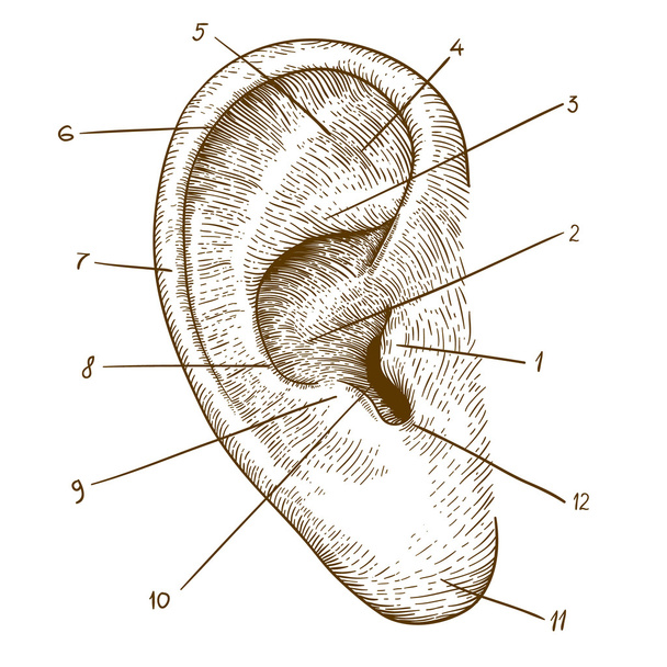 Векторная гравировка человеческого уха на белом фоне
 - Вектор,изображение