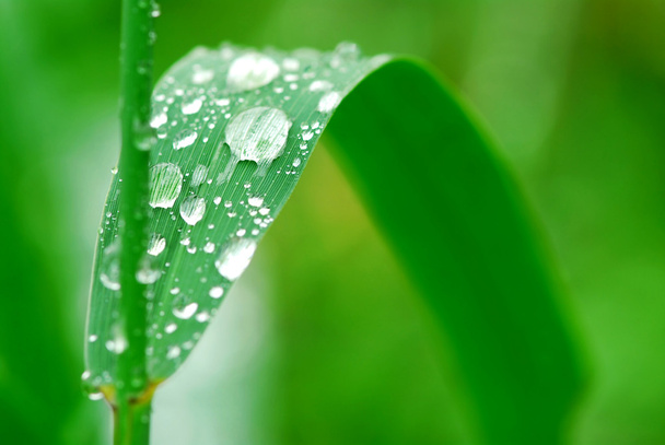 Big water drops on a green grass blade, macro - Fotó, kép
