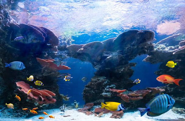 Tropické ryby v pobřežních vodách. Život v korálovém útesu. Ekosystém. Zvířata podmořského světa.  - Fotografie, Obrázek