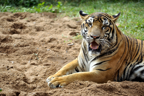 Tigre du Bengale
 - Photo, image