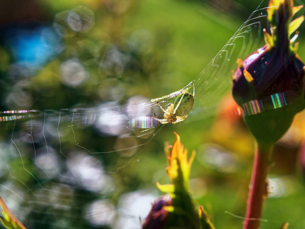 pavučina a pavouk na růžovém poupátku, v létě - Fotografie, Obrázek