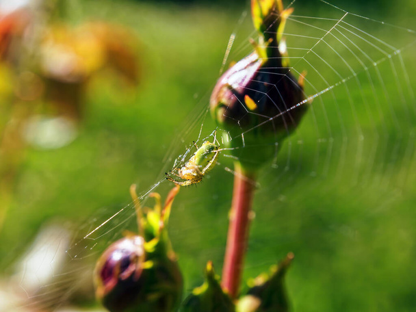 spider web and spider on a rosebud, in summer - Photo, Image