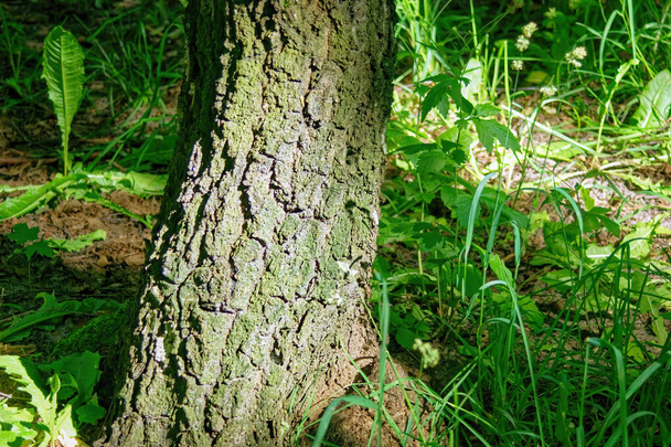 森の大人の木の幹夏には - 写真・画像
