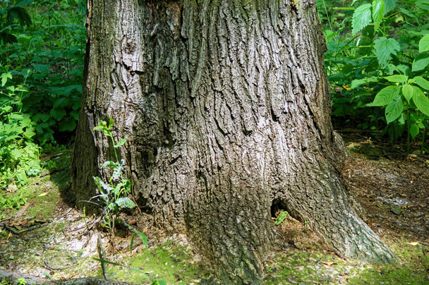 trunks of adult trees in the forest, in summer - Foto, imagen